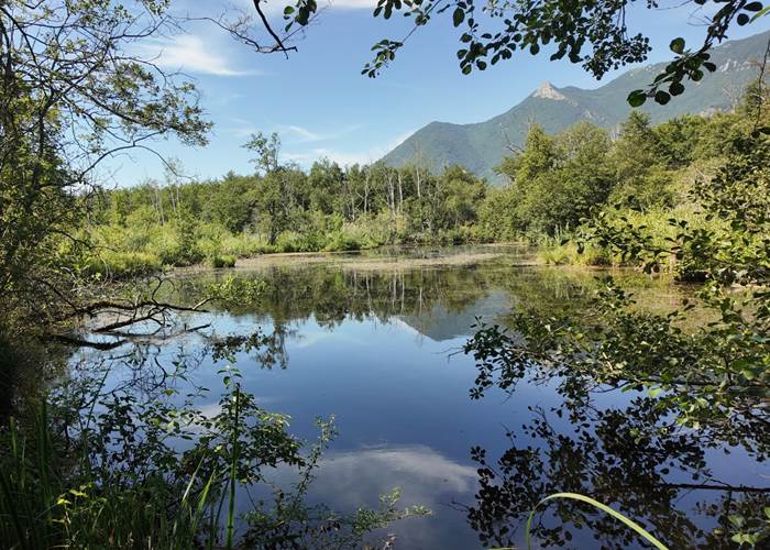 Marais de Lavours (Ain) : balade sur pilotis au cœur d’une réserve naturelle du Bugey
