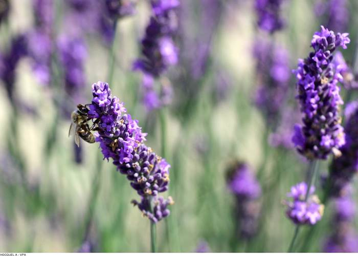 Abeille sur lavande. Copyright.1538--HOCQUEL_A_-_VPA-1600px