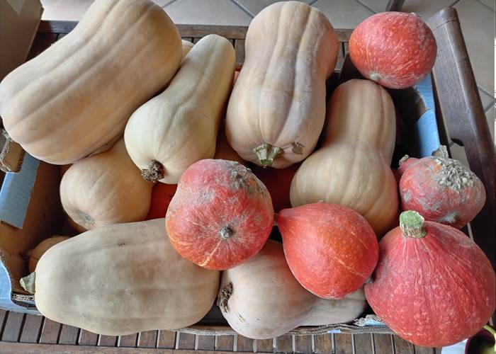 Légumes du potager "Le Coq du Nord -Mailhac"