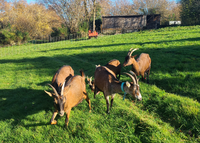Nos chèvres au domaine de la Vergnolle