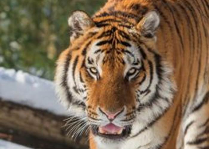 Tigre de Sibérie à Thoiry