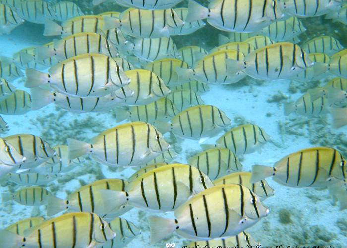 Faune Marine Boraha VIllage Ile Ste Marie Madagascar 02