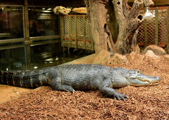 Crocodile à l'aquarium du Bugue
