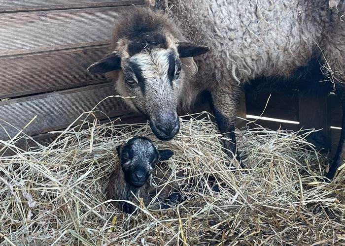 Billy et Germain-news