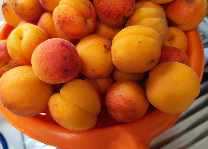 La Grange de Bonneville - nos abricots variété Saumur