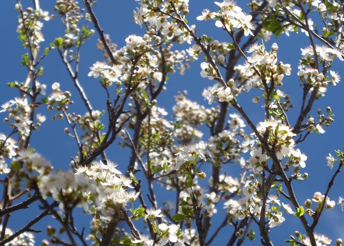 Les pruniers au printemps