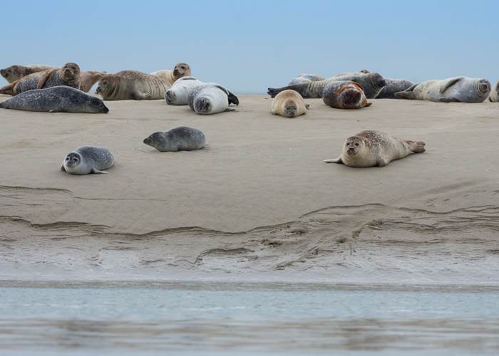 A la rencontre des phoques en baie de Somme-page