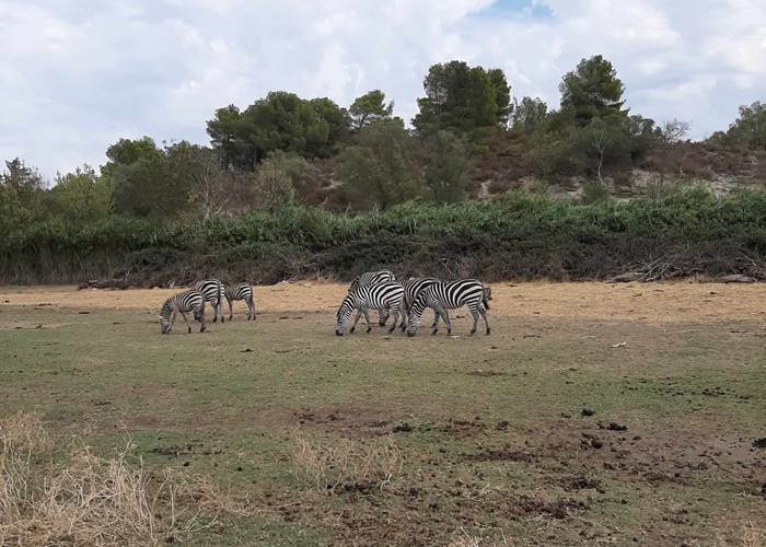 Réserve Africaine de Sigean