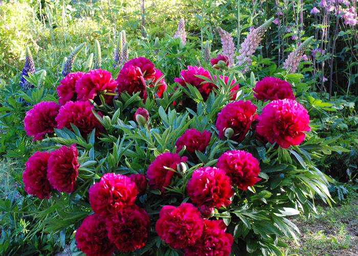 Un beau bouquet de printemps pour vous accueillir!