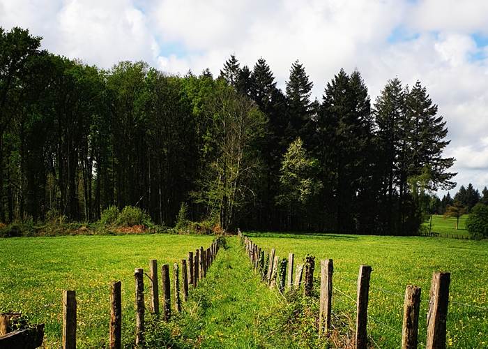 Sentier de randonnée à Pensol