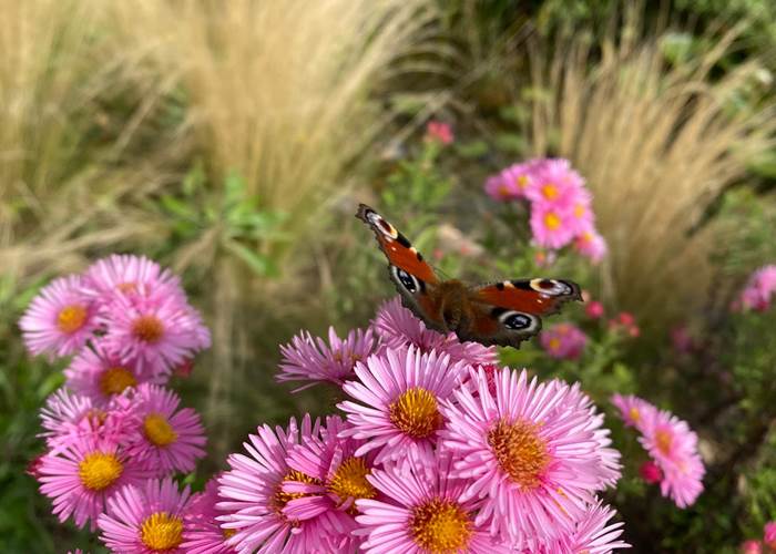 Papillon Paon du jour