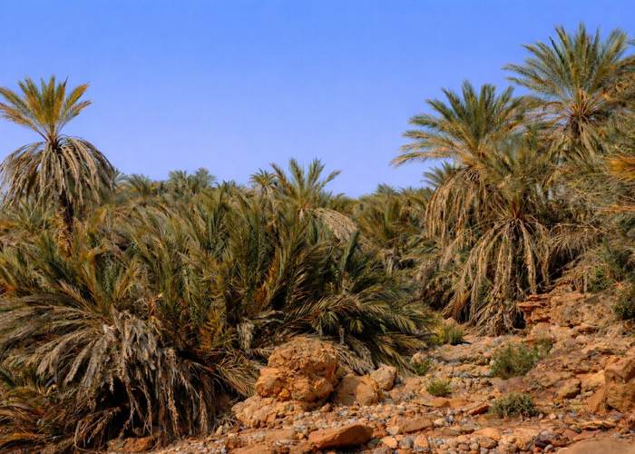 Dans l'oasis de Saf-Saf