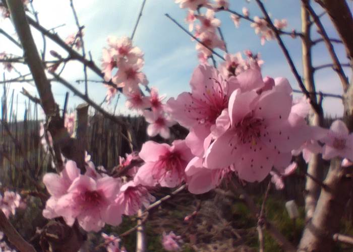Les premiers arbres en fleurs 🌺🌸🌼