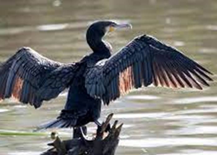 Cormoran
