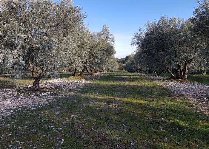 Champs d'oliviers de Provence en hiver les Bassacs Saint-Saturnin les Apt