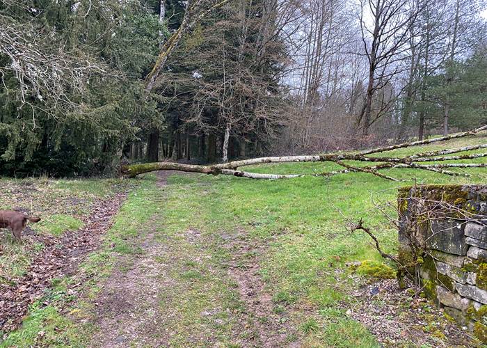 Arbre déraciné