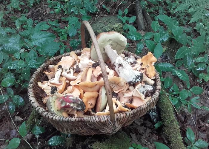 les champignons de nos bois INYAQAB