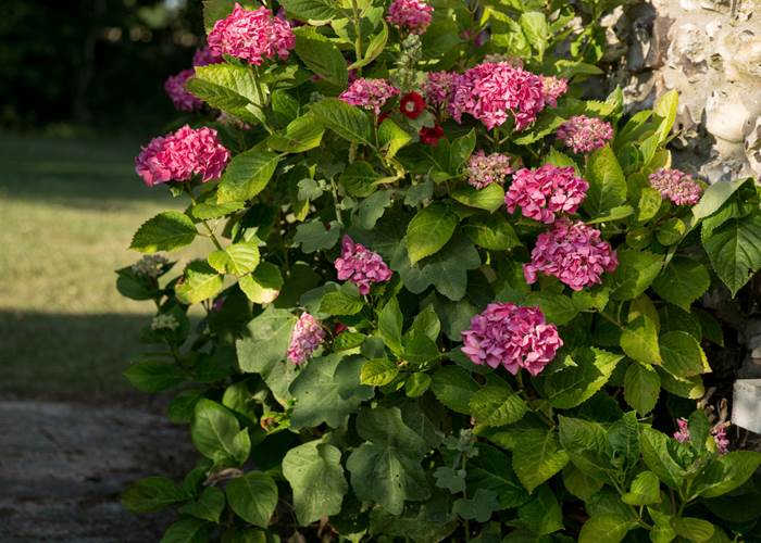 aux3nidsfleuris.hydrangea