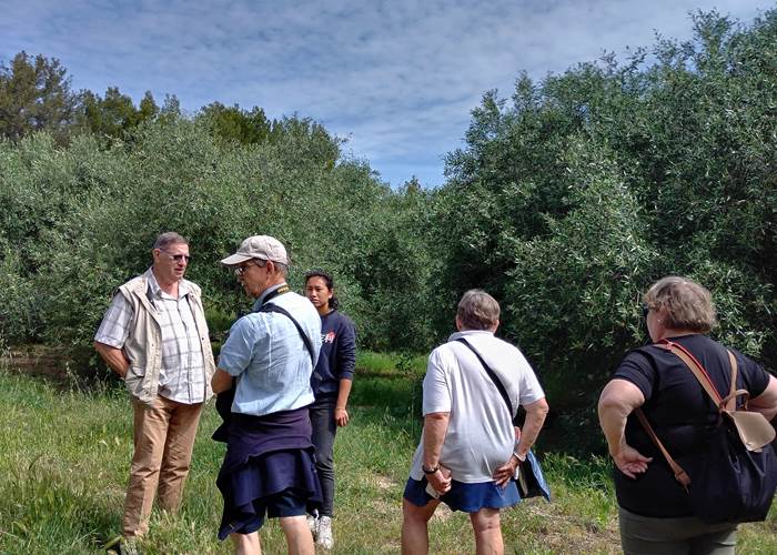 Balade dans les oliveraie du Mas D'Antonin