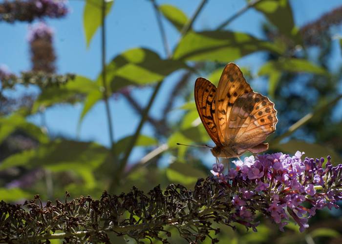 Papillon sur une fleur dans un environnement propice au tourisme vert