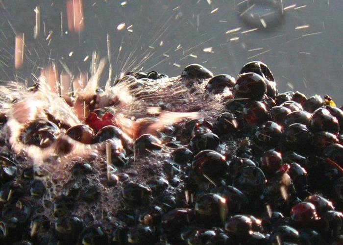 Vignoble, Bio, Biodynamie, Nature, Vins, Domaine, Visite, Dégustation