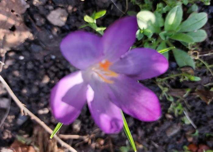 Les Longs Prés - Lompret, Chimay