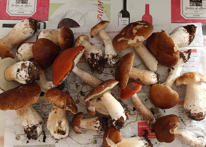 Cèpes