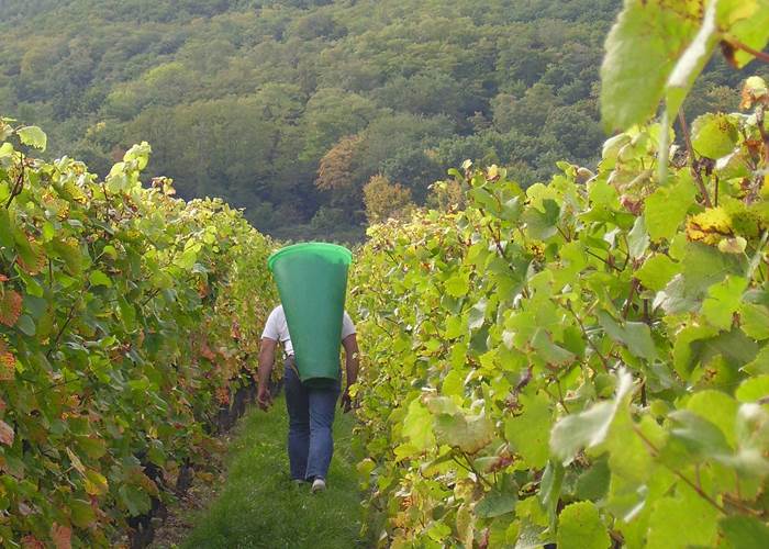Un porteur de hotte dans les vignes pendant les vendanges