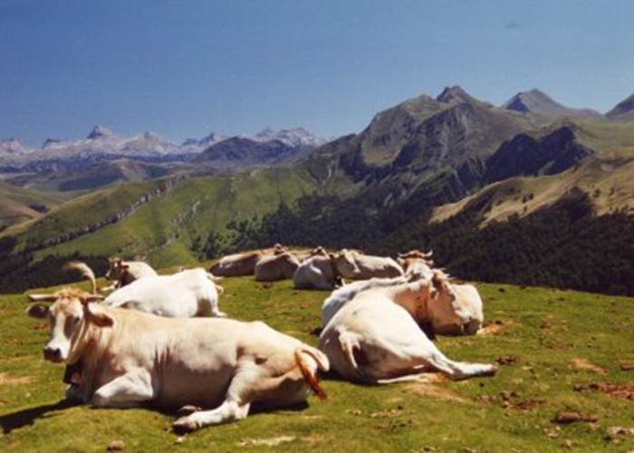 Vaches erroymendi 25%