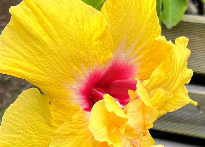 fleur d'hibiscus
