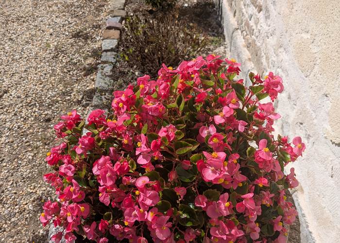 Begonias  ,Domaine de launay blot