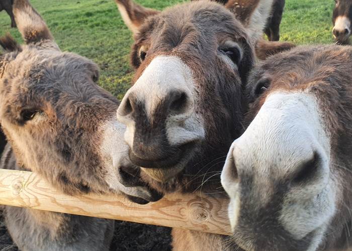 Venez nous caresser et cajoler