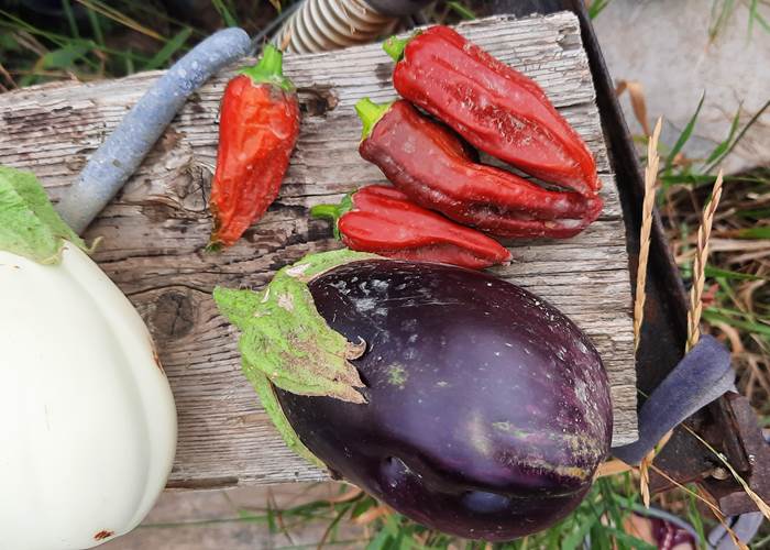 Légumes du potager du Le Coq du Nord - Mailhac