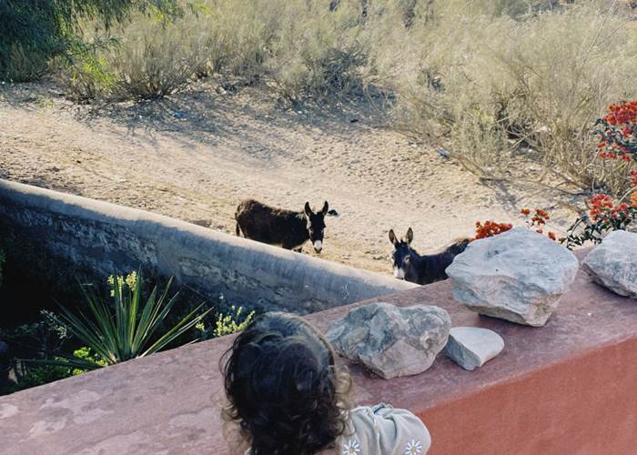 nos amis les anes by @leadominguez_photo