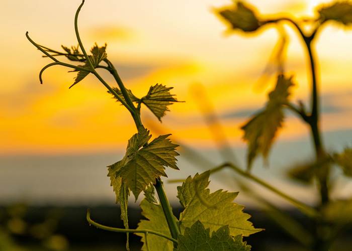 vignoble-occitanie-gaillac-marssac-albi