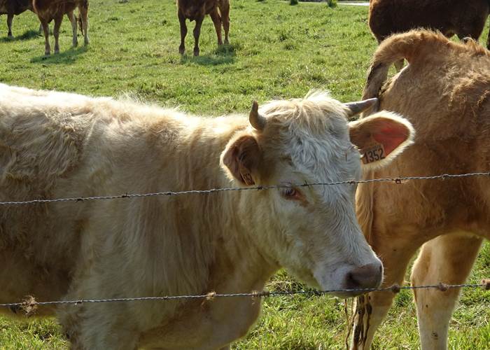 les belles vaches de normandie