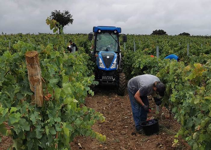 vendanges dans le Minervois