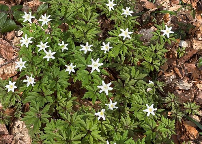 Anémones dans la forêt près de Hourpes