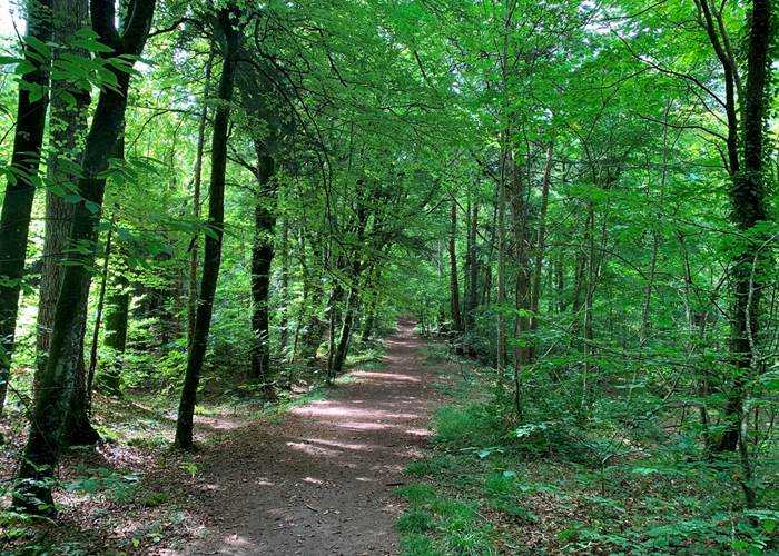 Ploemeur - Etangs et bois du Ter - 5