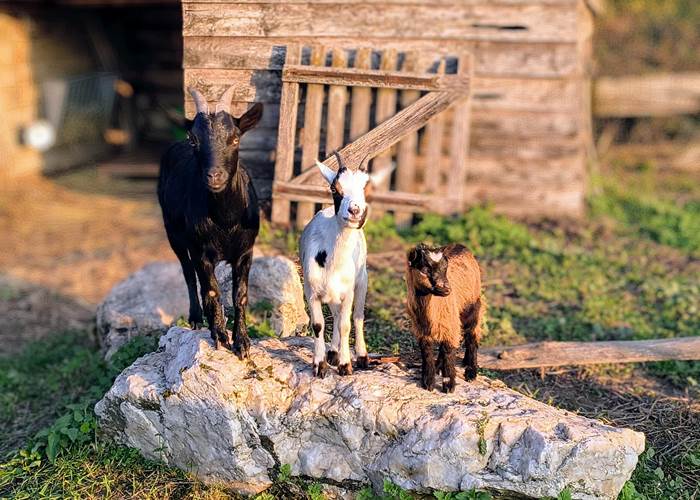 chevres-naines-saisonnee-sejour-ferme-nature-famille-centres-aveyron.jpg