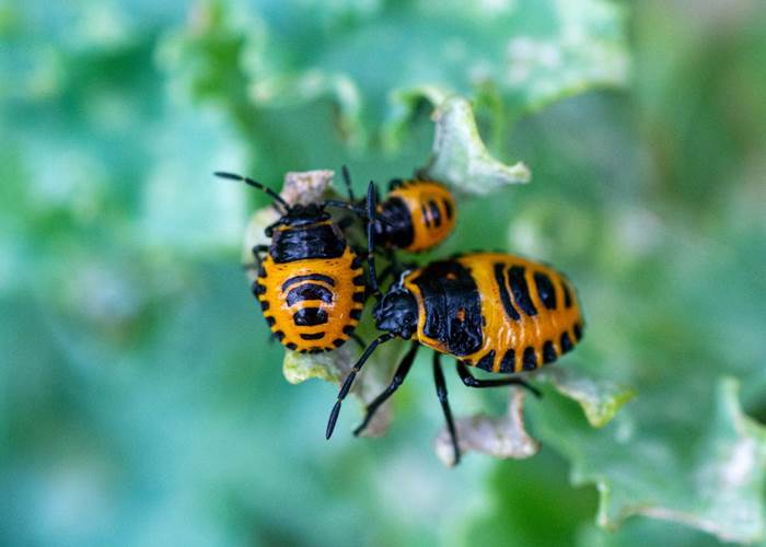 Les chemins de Berdis - Les petites bêtes du jardin 1