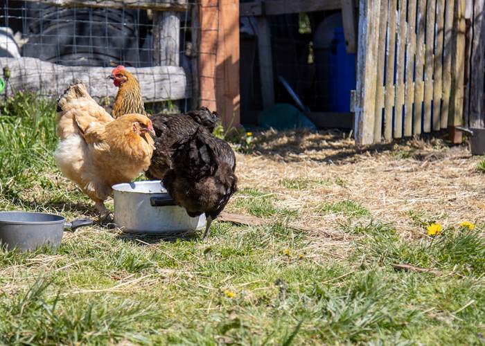 poules-ferme-maison-hotes-aveyron.jpg