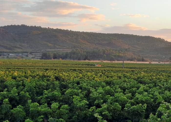 Vacances... Balade dans les vignes