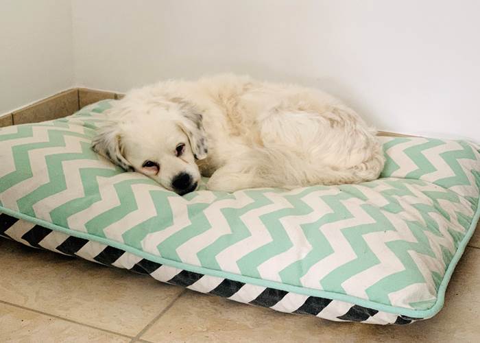 coussin-panier-chien