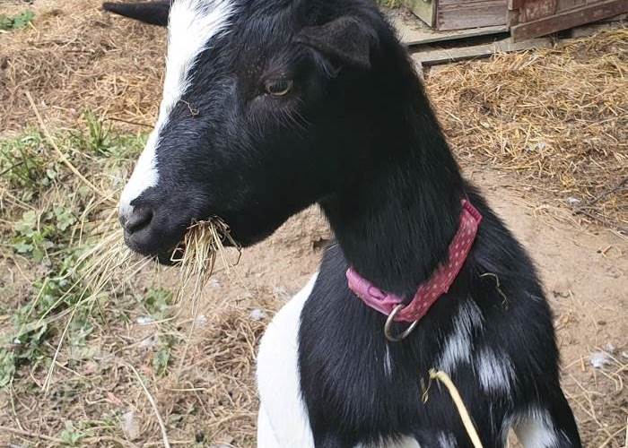 Félix le petit bouc