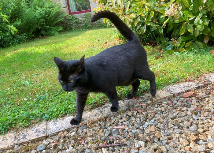 Snow est en vadrouille ...