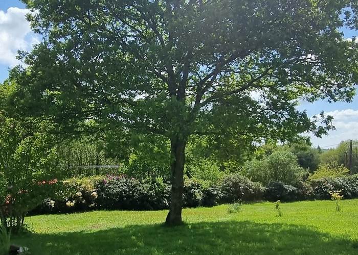 Au Pré du Chêne - Le chêne !