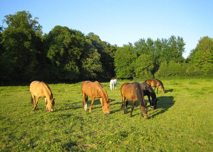 Château de Behen Chevaux