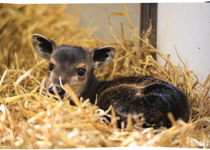 Nakuru, bébé céphalophe est né !