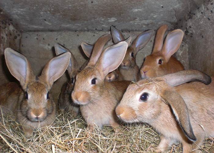 la famille lapin